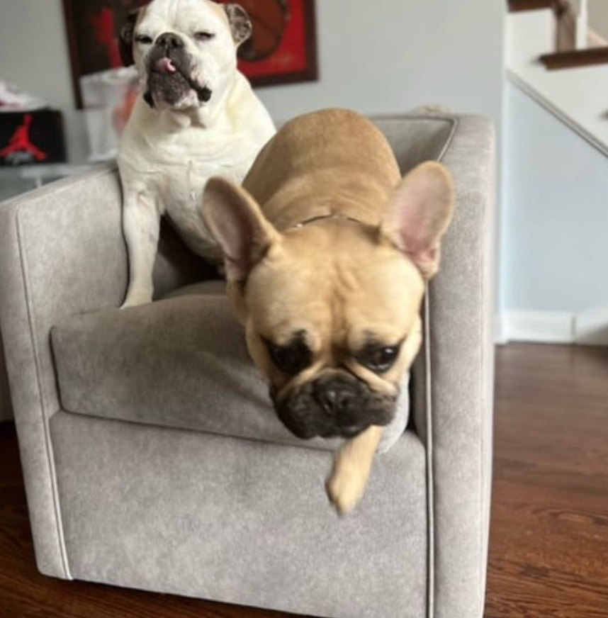 Aquaclean Powered Stain Resistant Pet Friendly Upholstery Fabric Collection