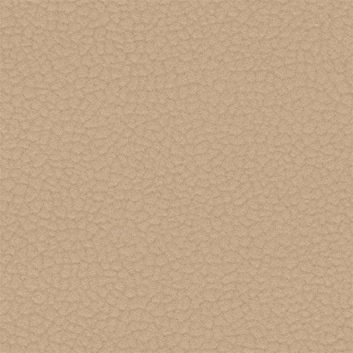 20Y_C - Conch